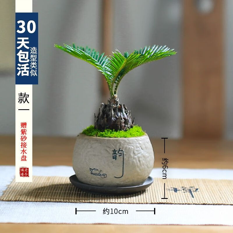 漾姿铁树苏铁迷你盆景盆栽四季常青中式禅意绿植室内茶室办公室好养