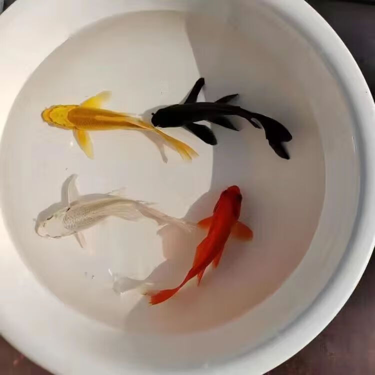 墨之瑶黑冷水黄白龙凤锦鲤黑金直销黄金鱼 黑 鹦鹉 黄 白5-8cm各1条