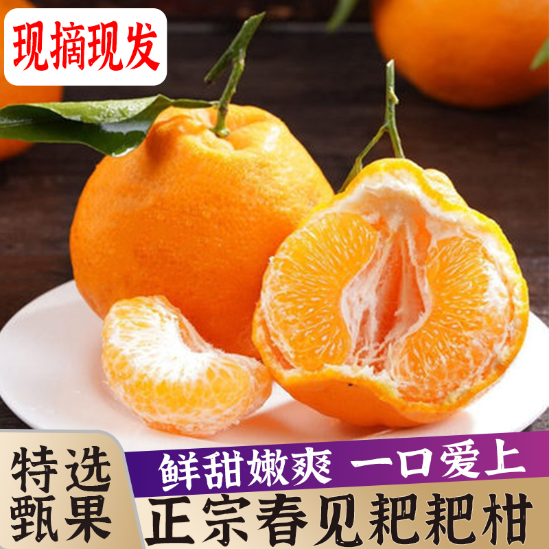 桔橘价格查询历史|桔橘价格走势图