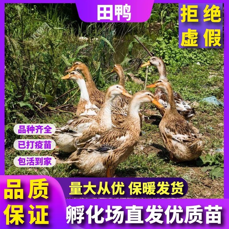 荣郁鸭子活物批发鸭幼仔活体 田鸭 20只