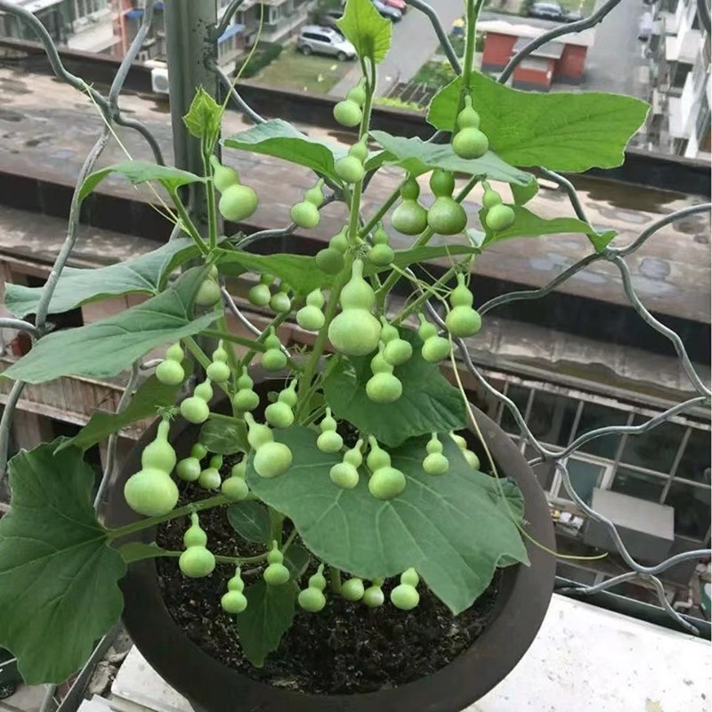 巨型大葫芦中小八宝酒葫芦文玩观赏庭院阳台盆栽葫芦特 鸡蛋葫芦 20粒