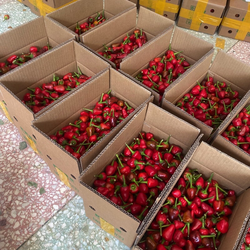 现摘新鲜灯笼椒 新鲜草莓椒 子弹头红辣椒 海椒泡椒剁辣椒 红色中辣 现摘人工精选5斤