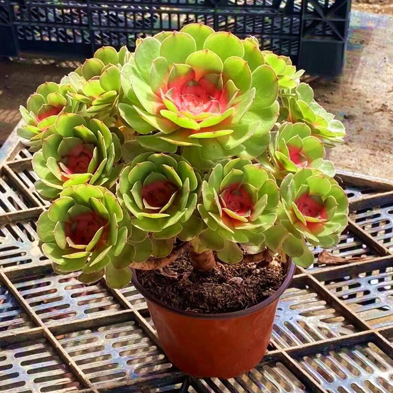 大老桩多肉植物稀有品种室内阳台花卉绿植 简易塑料盆 10头红心法师锦
