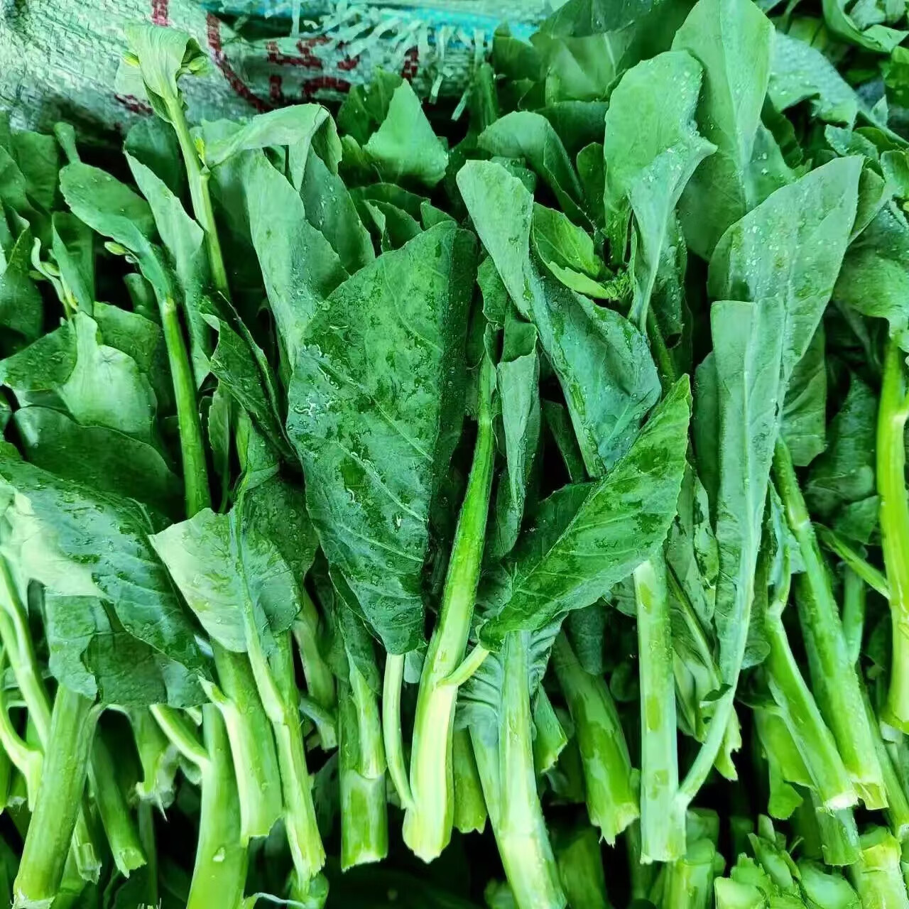 农家自种芥蓝菜新鲜蔬菜白灼芥兰炒牛肉新鲜蔬菜 5斤(顺丰包邮+泡沫箱)