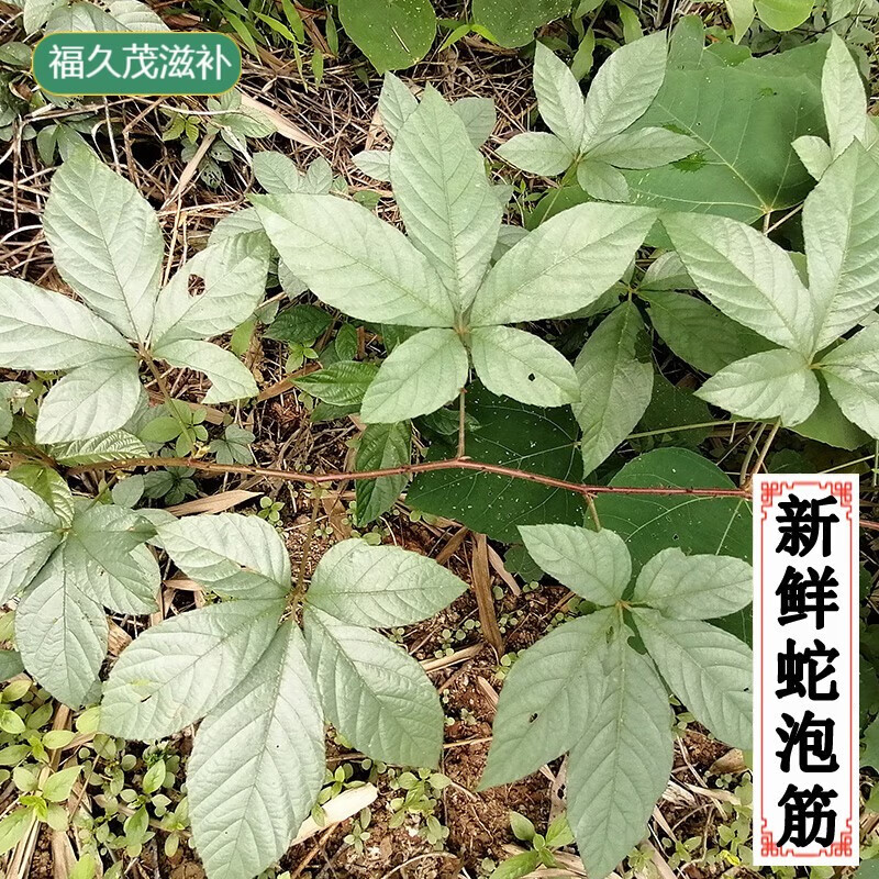 宜安堂新鲜蛇泡筋 现采五叶泡五爪风枝叶 广西假五加皮根悬钩子根