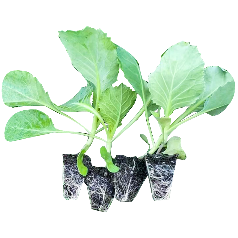 大禹羽衣甘藍(lán)種子大全盆栽苗帶土種苗菜苗春季蔬菜苗食用雨衣甘蘭 紫甘藍(lán)包菜卷心菜苗 24棵 帶土