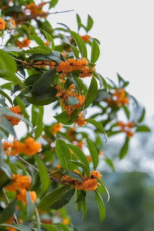 红丹 相关京东优惠商品人气降序排行榜 价格图片品牌优惠券 虎窝购