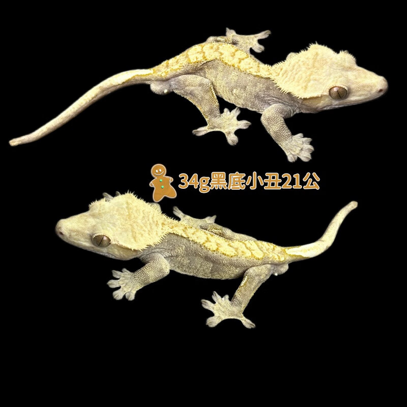 莉莉睫角守宫活体宠物新手入门爬宠温顺的r鼠魔物盖勾亚巨人守宫 粉色