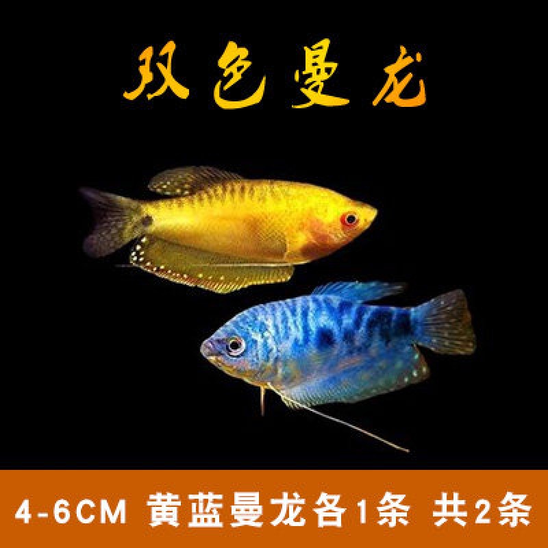 曼龙鱼热带观赏鱼不打氧耐活鱼中小型淡水活体吃蛋白虫锦鲤金鱼苗