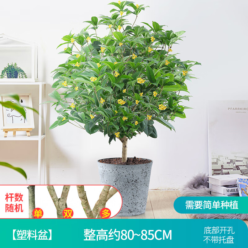 航诗桂花树苗盆栽四季桂室内开花不断室外阳台庭院好养浓香型花卉月桂