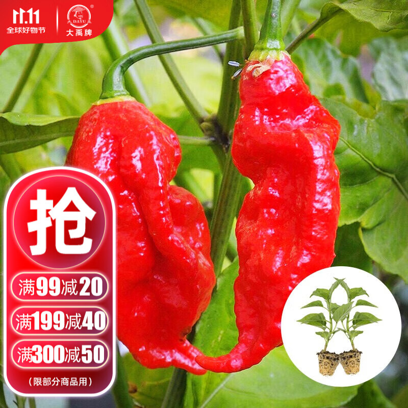 红魔鬼辣椒苗 6棵【变态辣】