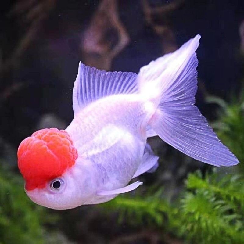 大脸兔 丹顶红鱼活体鸿运当头观赏鱼活体淡水金鱼冷水鱼小金鱼 鸿运