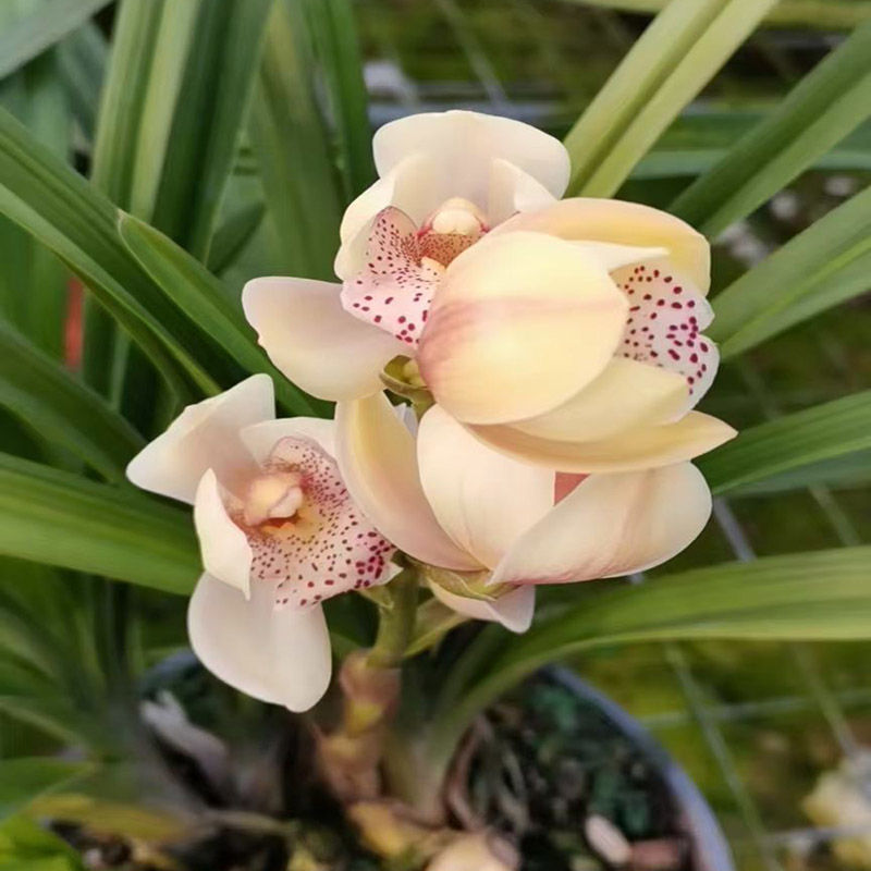 型兰花苗盆栽兰花室内花卉四季兰建兰绿植好养活植物墨兰盆景 蝶影 6