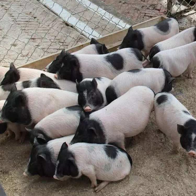 纯种巴马香猪幼苗巴马香猪成年猪藏香猪幼崽出售小猪