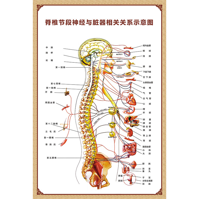 千惠侬体脊柱节段神经与脏器相关示意图分布图人体结构挂图脊椎全息