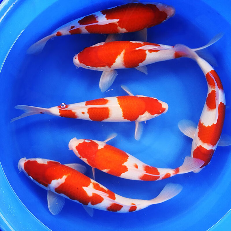 锦鲤淡水 金鱼活体日本纯种红白锦鲤观赏鱼锦鲤鱼苗丹顶鱼红色锦鲤