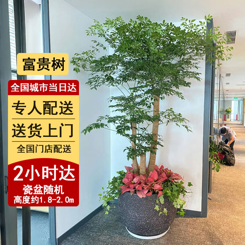 綠韻花田【兩小時(shí)達(dá)】幸福樹盆栽客廳植物綠植園藝客廳造型綠寶公司門口 富貴樹 C款