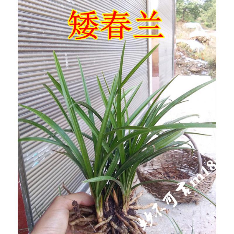 精选带花苞兰花苗浓香惠兰春兰花苗草 植物花卉盆栽 盆景兰花按斤