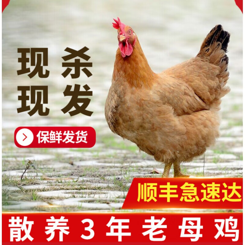 三年下蛋老母鸡散养草鸡现杀土鸡整鸡月子鸡 1只老母鸡(2斤/只)