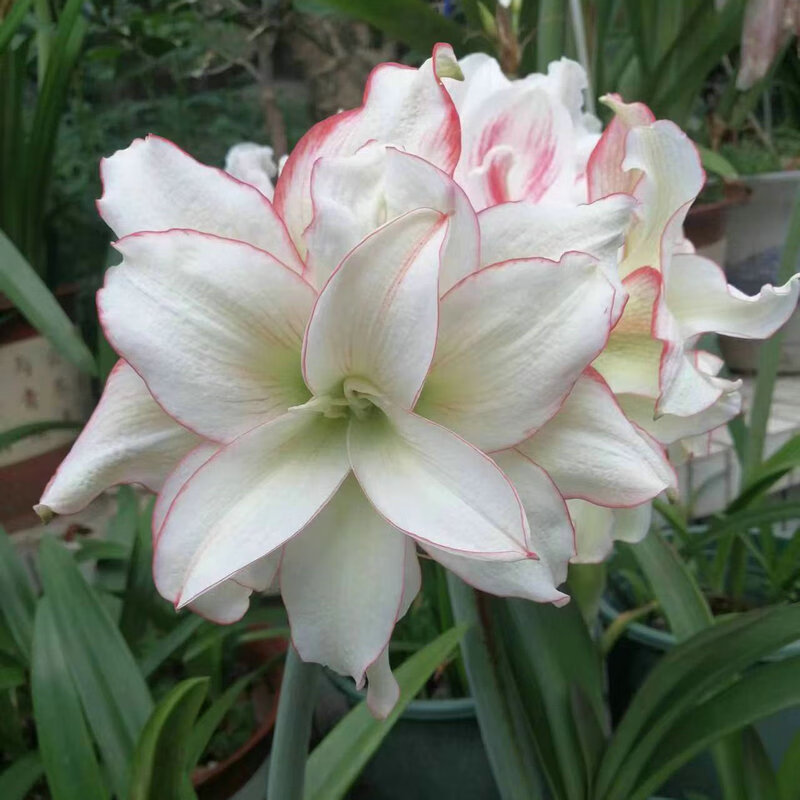 百萌滑稽演员进口朱顶红种球多年生球根观花植物盆栽地栽花卉 开花球