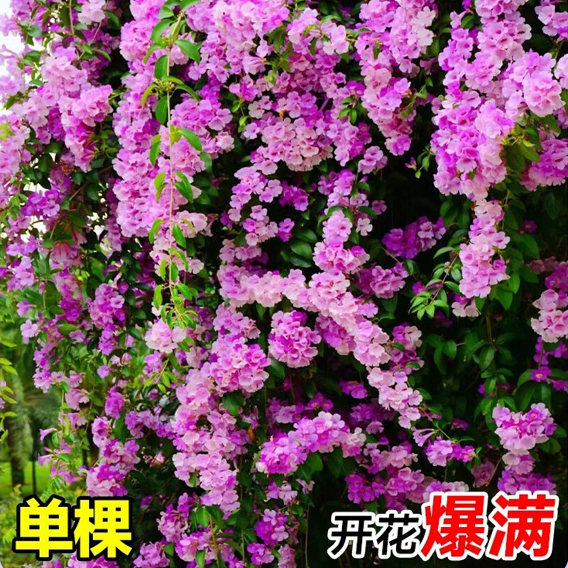 �������̻�����ֲ���ļ�������������̨ͥԺ����������׮����������ǽ �������١�35cm-�Ϸ�˫ɫ 15.72Ԫ