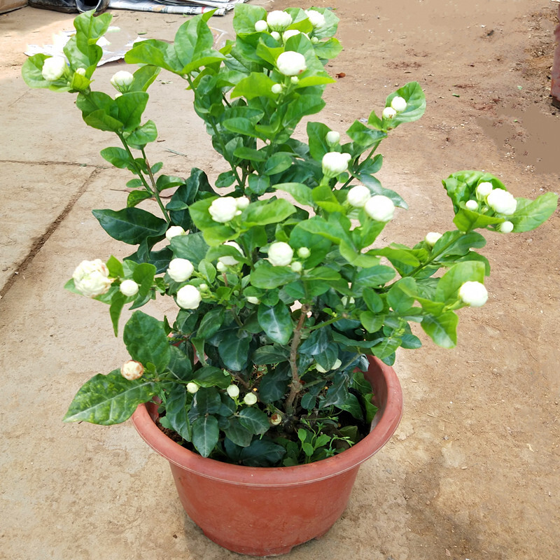 牵挂 重瓣虎头茉莉花三叶轮生茉莉花盆栽四季好养易活芳香绿植花卉大