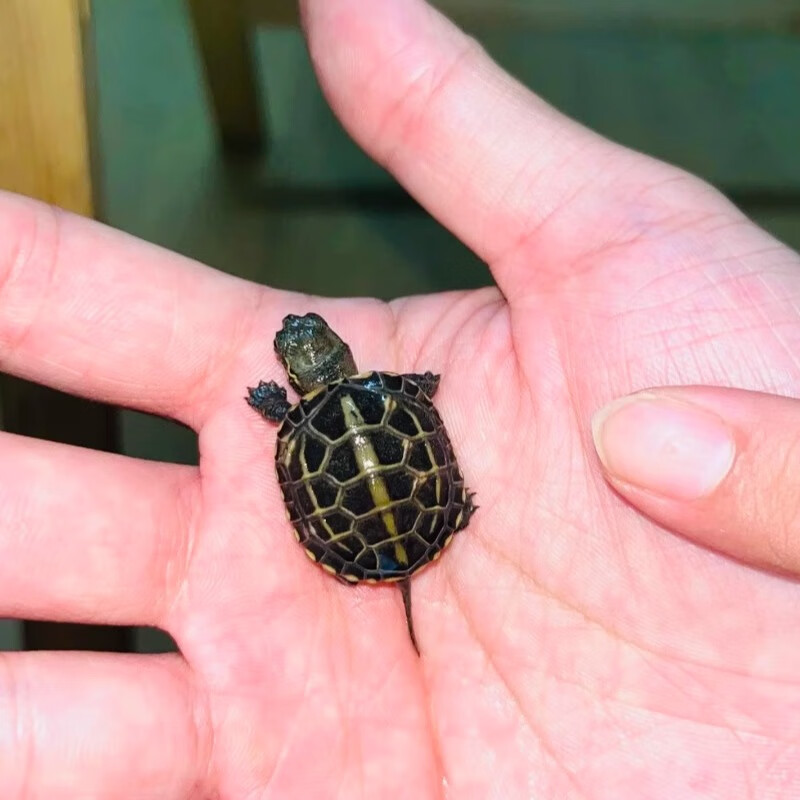 颂呵梵中华草龟苗宿舍淡水认主家养的小乌龟观赏活体宠物杂食长寿网红
