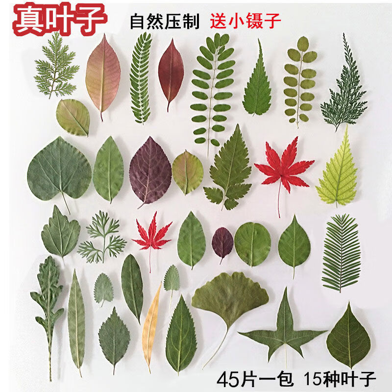 贴画儿童diy干树叶落叶手工材料包 叶子集1包 15种类混装共45片树m