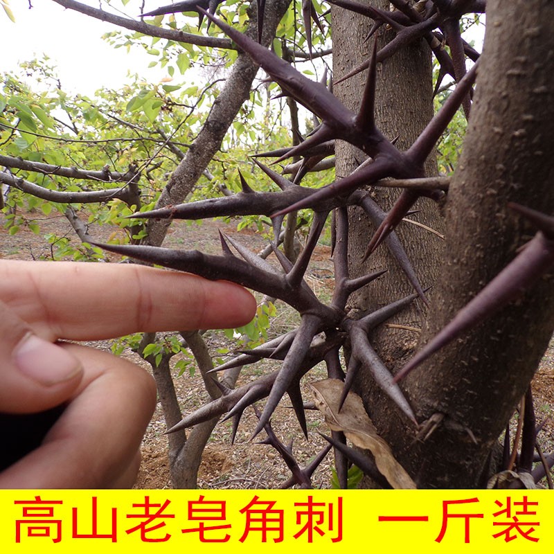 秦岭皂角刺500g 天丁红大刺 荚中草药手工剪裁纯刺棍刺【优选 图片