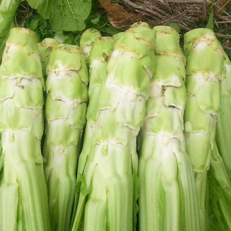 东宽叶棒菜儿菜春季耐寒青菜籽广西蔬菜 农之子大叶大头青棒菜种子5g