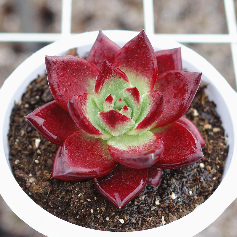 精品多肉植物卡宴罗宾杂稀有品种室内阳台组合盆栽绿植景观 简易塑料