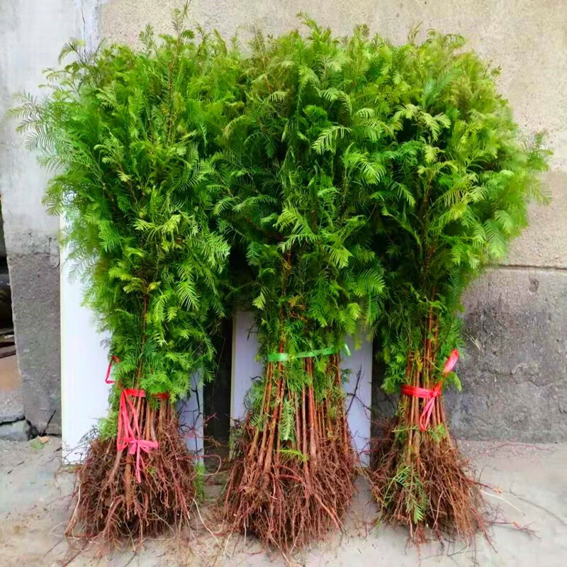 亿万仟水杉苗 水杉树苗 云杉池杉小苗 落羽杉中山杉树苗 庭院绿化景观