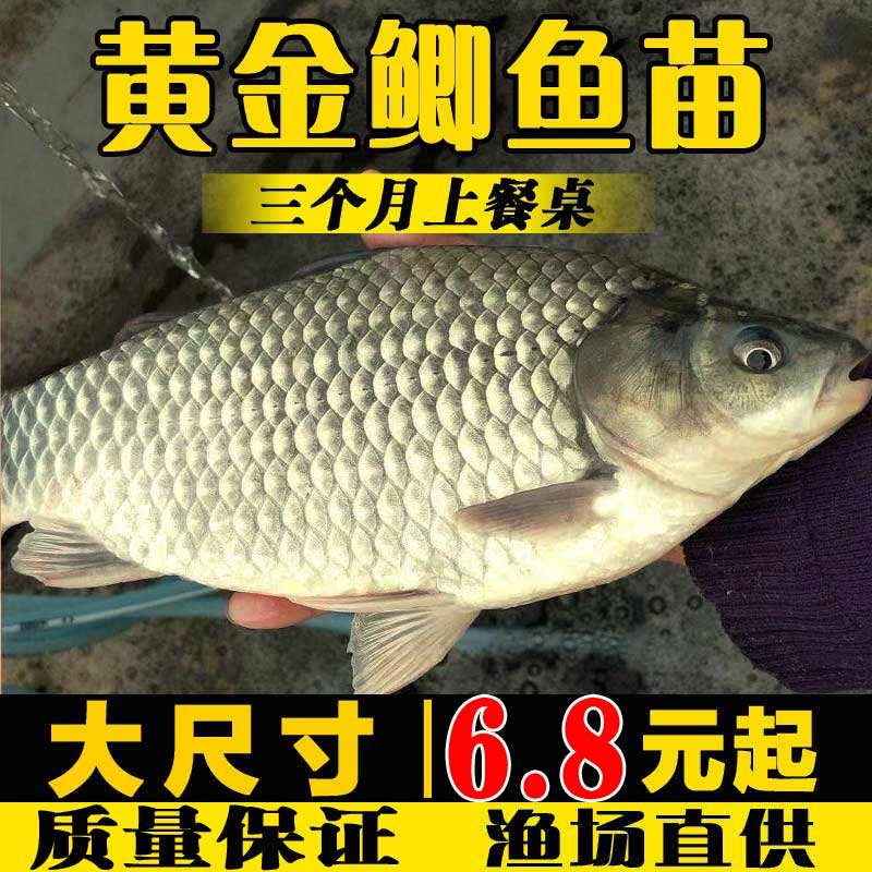 106促销价106弥翠园鲫鱼苗活体淡水鱼塘养殖高背鲫大坂鲫鱼观赏鱼活体