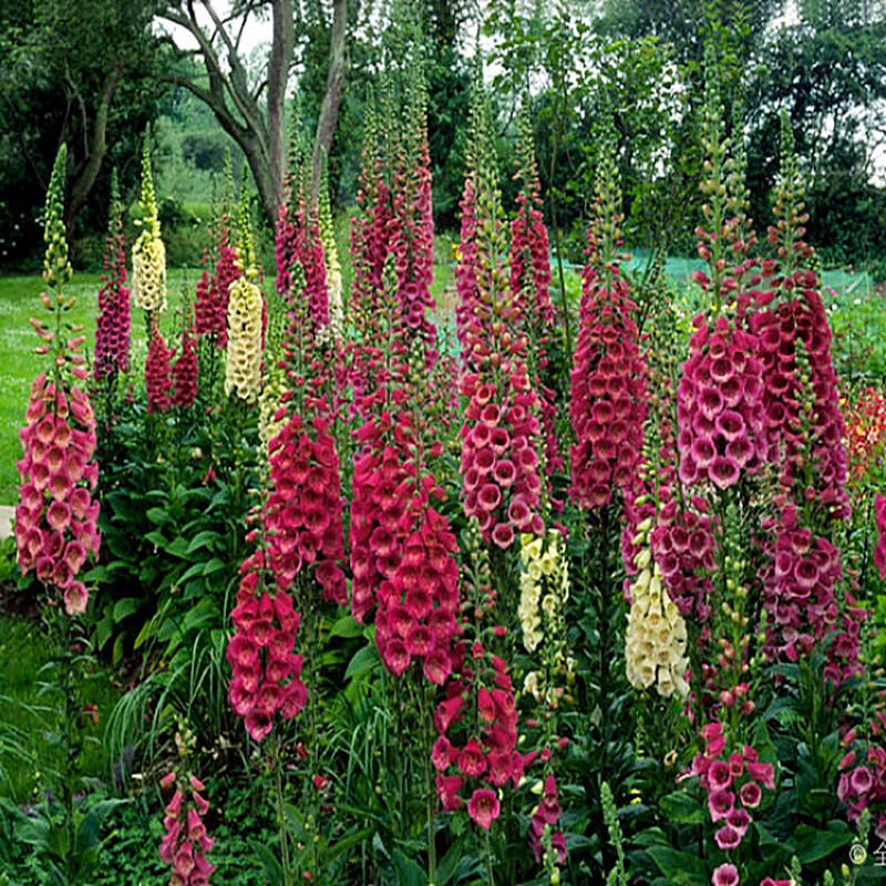 萌蕴(mengyun)指顶花吊钟花四季易种庭院花籽绿化草花多年生花草种子