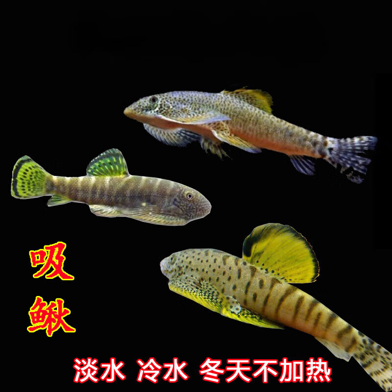 原生双吸盘吸鳅除藻清洁工鱼活体冷水贵州爬岩鳅清道贵爬 2条吸鳅包活