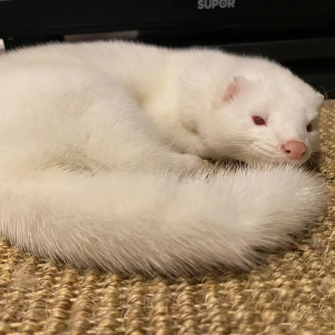 貂宠物活物水貂幼崽宝宝红眼雪貂网红人好养家养疫苗定金价格 白貂
