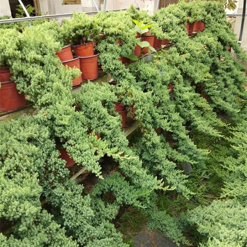 以琛珍珠柏四季常青盆景新西兰珍珠柏净化空气办公室桌面室内阳台盆栽