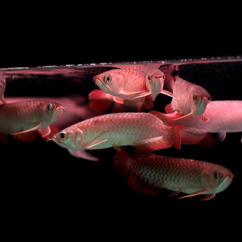 jypet新加坡红龙鱼活体号半红龙练手龙鱼红金龙鱼活体热带观赏鱼