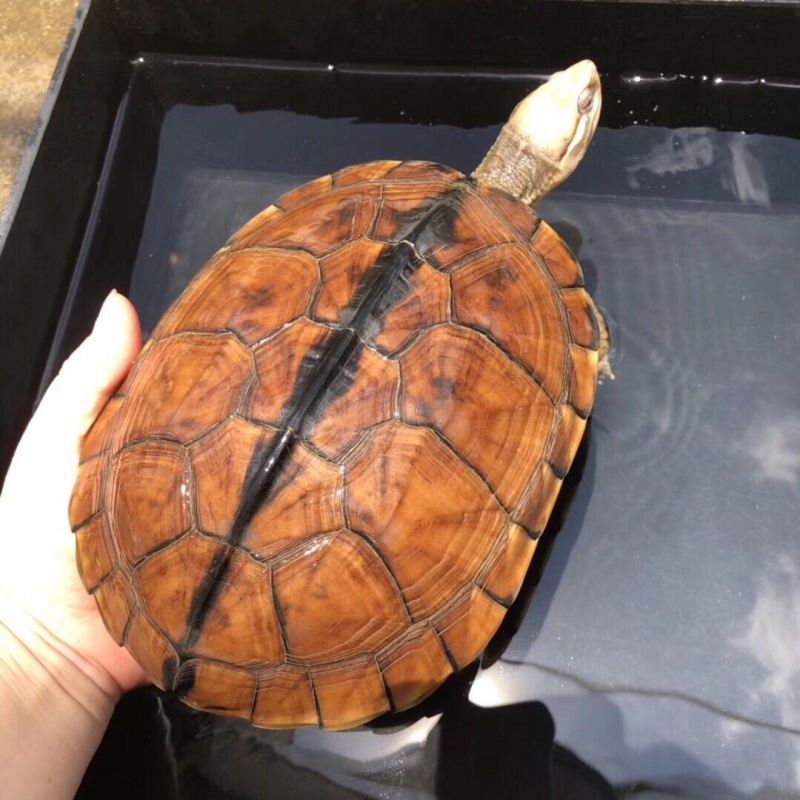 正宗纯种石金钱龟南种石龟活体宠物观赏水龟饲料龟粮 努拉派 单公 10