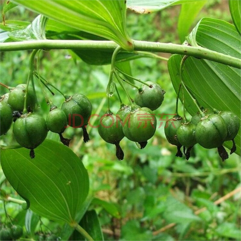 帅轩 新采收种子   鸡头黄精种子 老虎姜种子提供播种技术 10元100粒