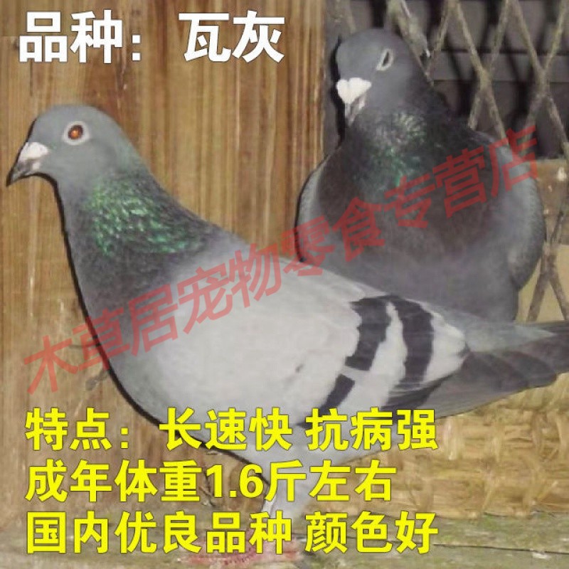 【店铺推荐】落地王元宝鸽活体公斤鸽特大体肉鸽信鸽赛鸽观赏鸽种鸽幼