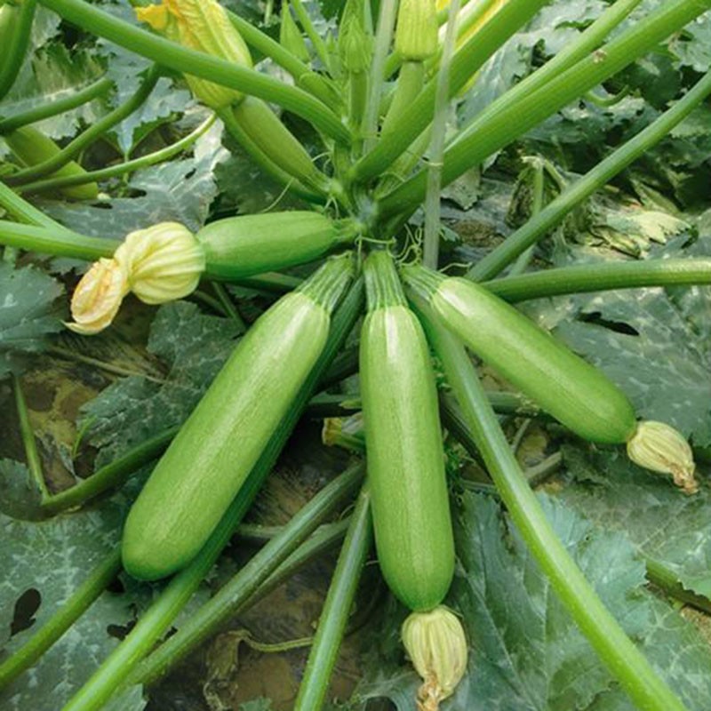 民汇园 蔬菜种子 早青西葫芦 瓠瓜 小南瓜 阳台盆栽 早熟高产四季种植