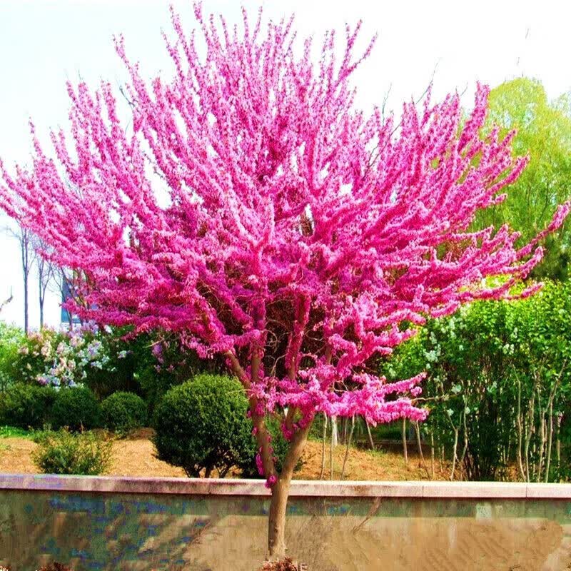 独杆丛生高杆紫荆盆栽阳台花卉庭院景观树风景树苗校园工厂园林绿化苗