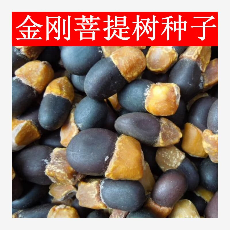 元冬菩提种子 菩提树种子 金刚菩提树 千丝菩提树种子名贵树种子 菩提