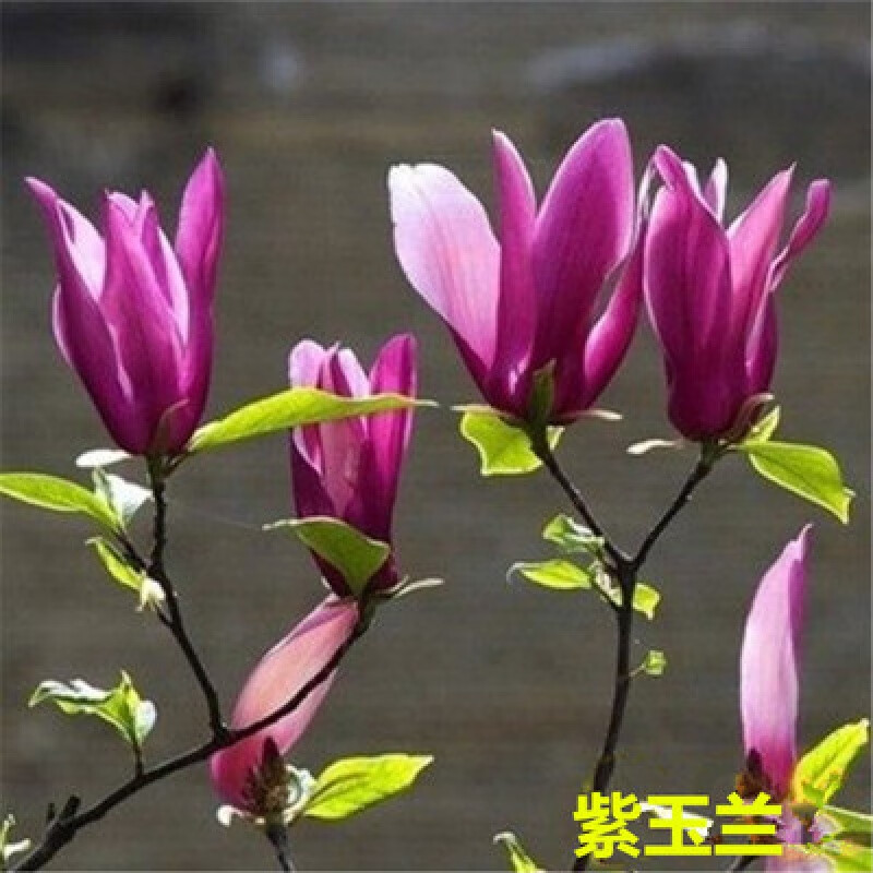 紫玉兰花树苗红白黄玉兰南北方种耐寒花卉植物 新手:紫玉兰3厘米粗度