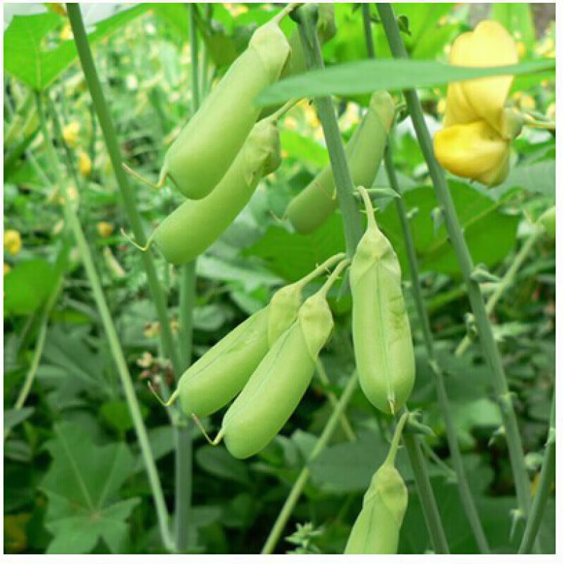 傲霜枝新采猪屎豆种子 太阳麻种子 椭圆叶猪屎豆 三圆叶猪屎豆护坡