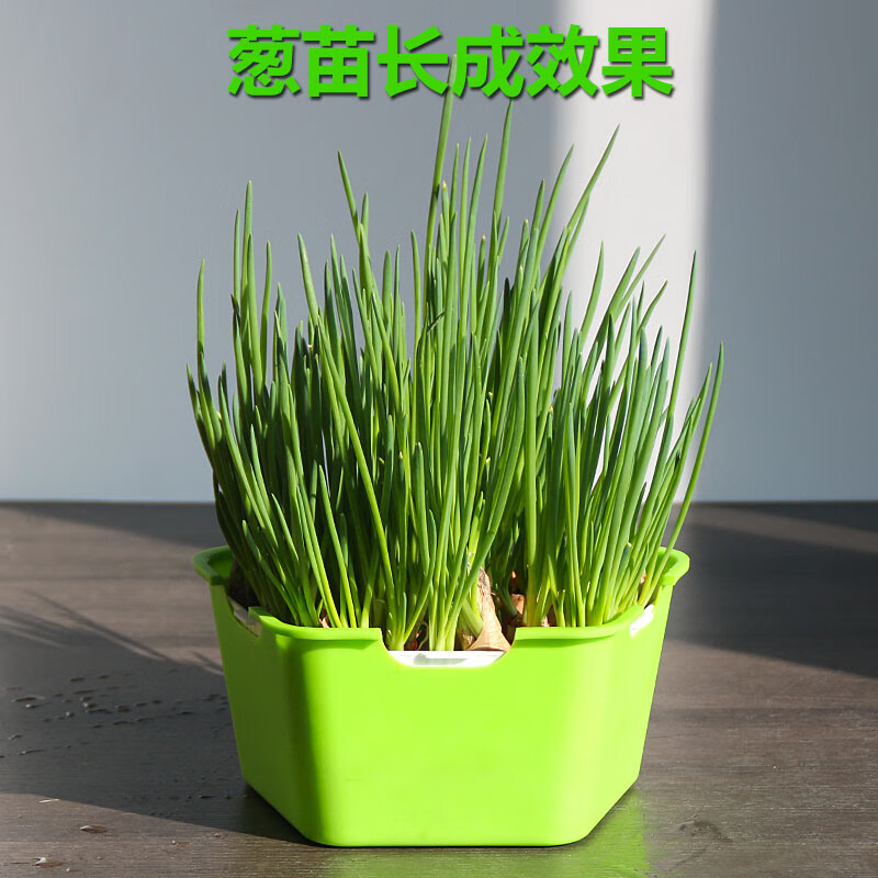猫容环保育苗盘芽苗菜种植盘无土栽培豆芽菜托盘水培葱苗蒜苗种菜神器