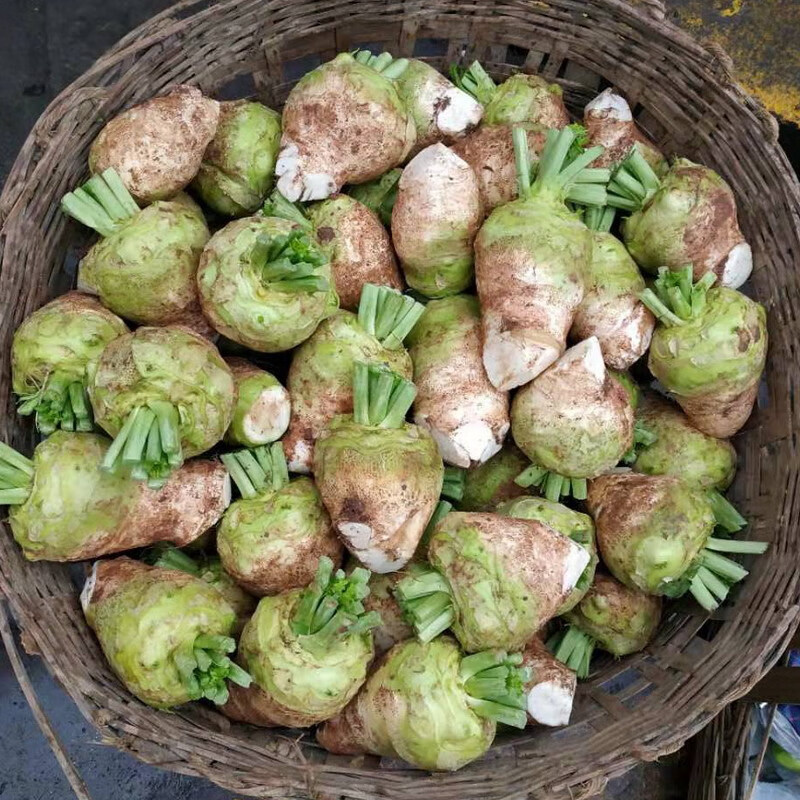 四川特产新鲜大头菜宜宾麻辣大头菜丝咸菜儿菜娃娃菜5斤 2500g