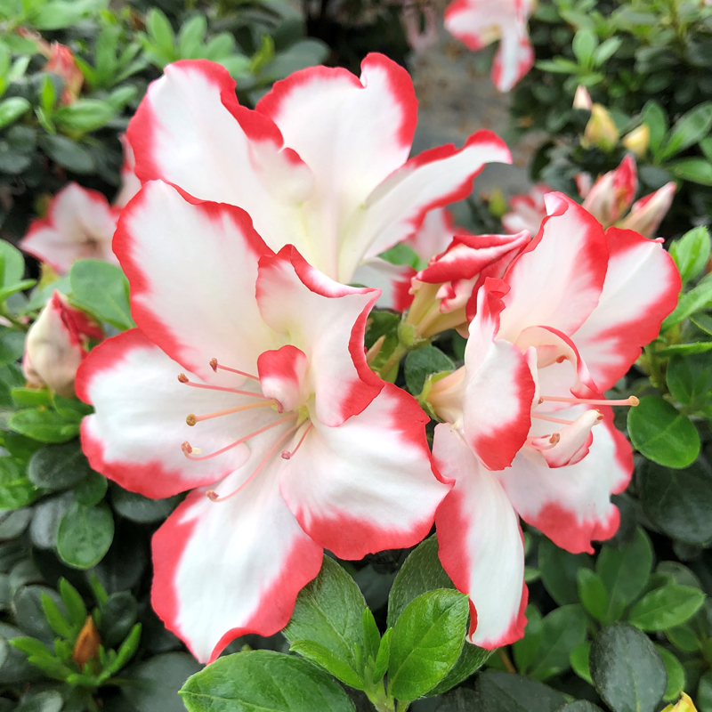 彩钻杜鹃红唇百合杜鹃花杜鹃两双色 杜鹃花带花苞盆栽阳台植物杜鹃花