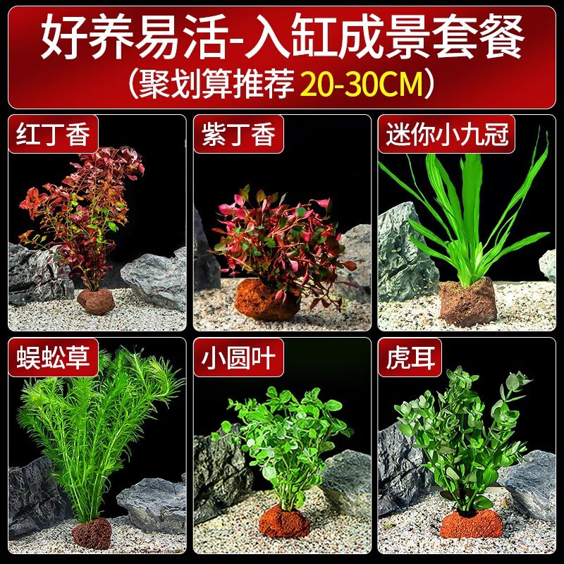疯狂水草（FKSC）活体水草植物小鱼缸造景套餐真装饰阴性定植火山石水草 入缸成景套餐-20-30cm缸怎么样,好用不?
